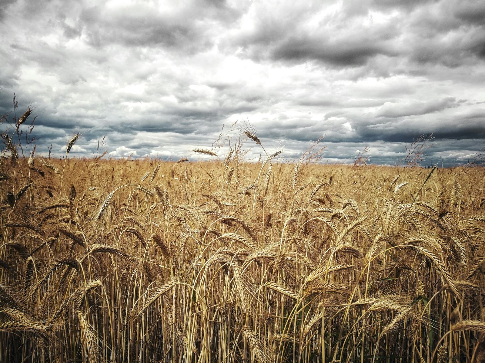 Wheat and stormy sky by Marcin Kempa via Unsplash